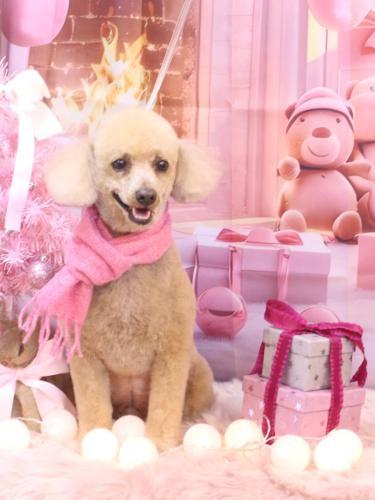 20241221チロくん